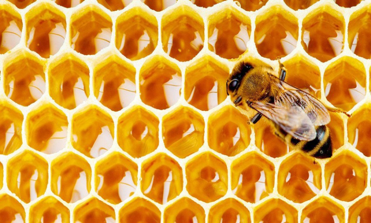 خاصیت های عسل طبیعی