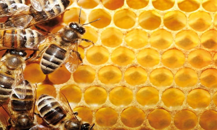 راه های تشخیص عسل طبیعی از تقلبی